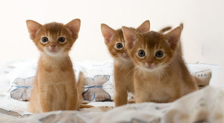 Abyssinian cats: breed description Abyssinian cats