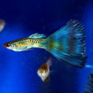 Guppy Fish