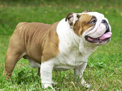 English Bulldog