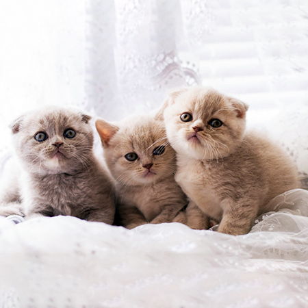 How to Name a Scottish Kitten