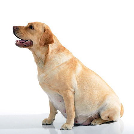 Signs of Pregnancy in Dogs