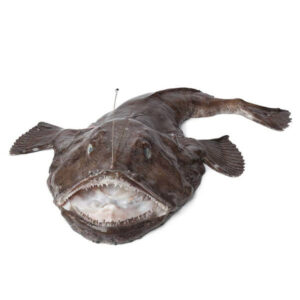 Monkfish fish