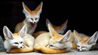 The fennec is a predatory marvel of the desert.