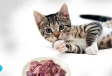 Can you feed a cat raw liver?