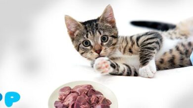 Can you feed a cat raw liver? Can you feed a cat raw liver?