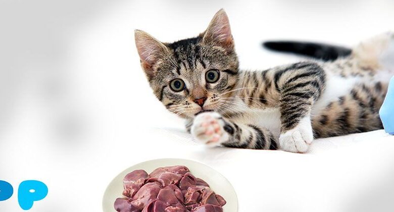 Can you feed a cat raw liver? Can you feed a cat raw liver?