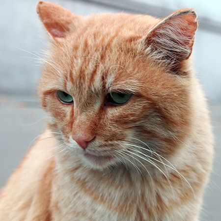 diabetes in cats