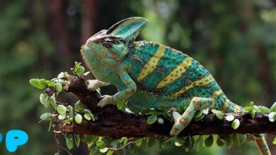 Yemeni chameleon