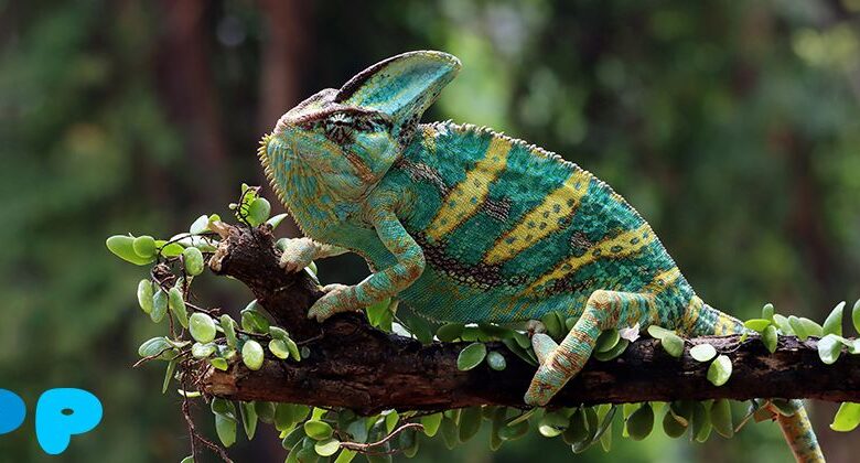 Yemeni chameleon