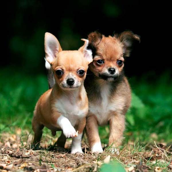 Chihuahua