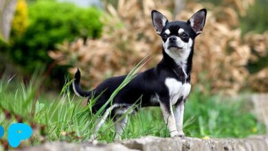 Chihuahua: Who are these cute dogs for? Chihuahua