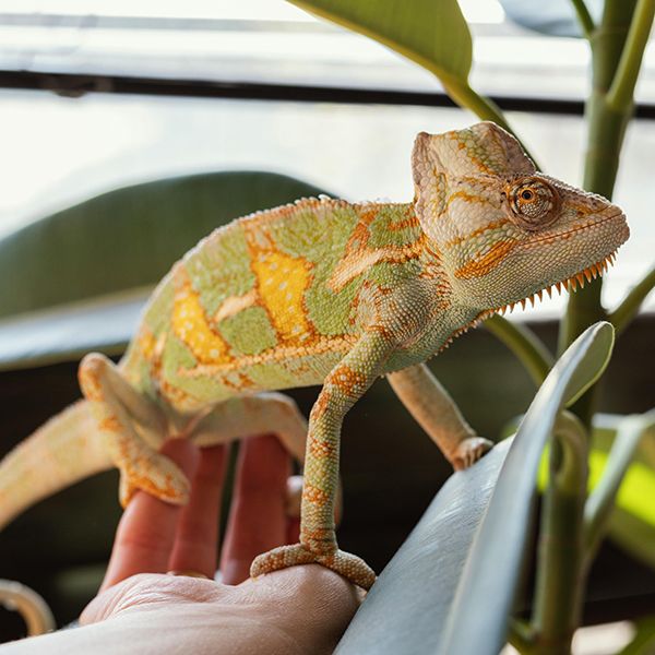 Yemeni chameleon