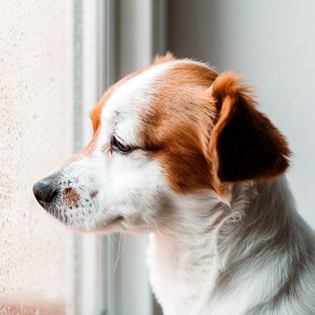 Hormonal Imbalance in Dogs
