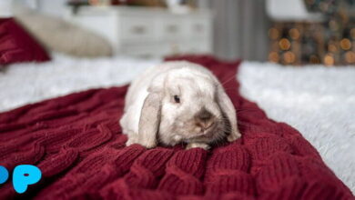 Floppy Ears in Rabbits