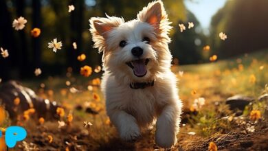 Vitamins for Dogs: Which Ones Are Needed?