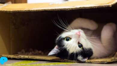 Why Do Cats Love Boxes? Why Do Cats Love Boxes?