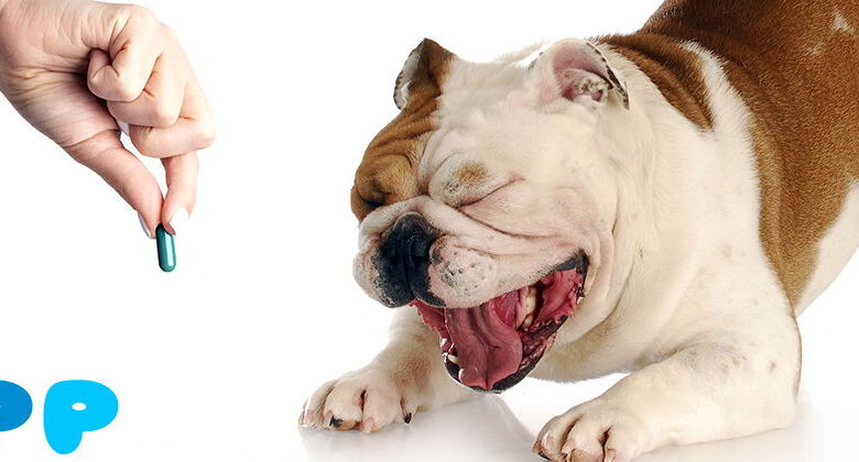 Tramadol for Dogs: Uses and Side Effects Tramadol for Dogs: Uses and Side Effects