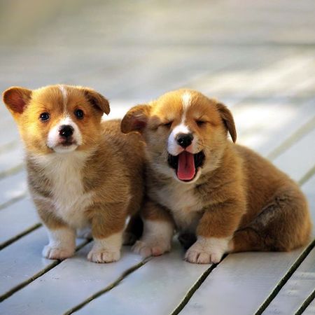 How to Teach a Puppy to Walk?