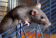 Is it difficult to take care of a pet rat?