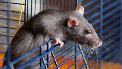 Is it difficult to take care of a pet rat? Is it difficult to take care of a pet rat?