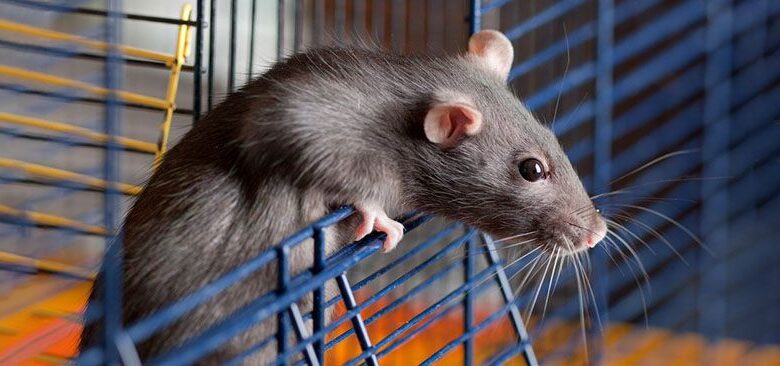 Is it difficult to take care of a pet rat?