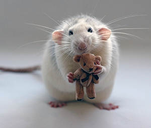 Caring for Pet Rats