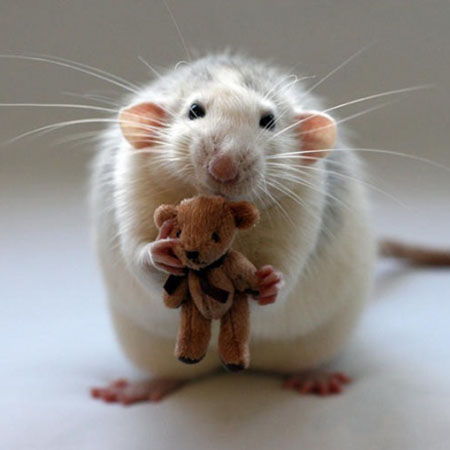 Is it difficult to take care of a pet rat?
