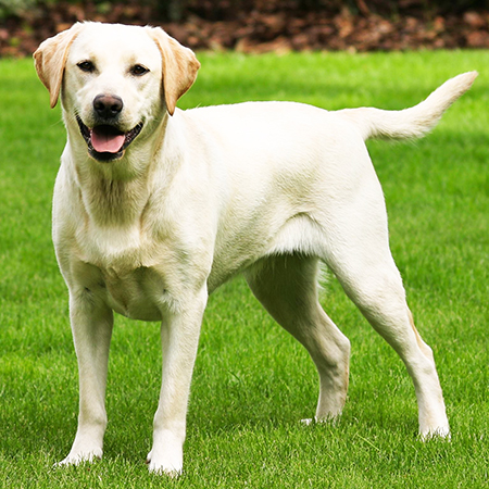 How to care for a Labrador?