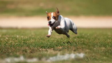 Hyperactivity in Puppies