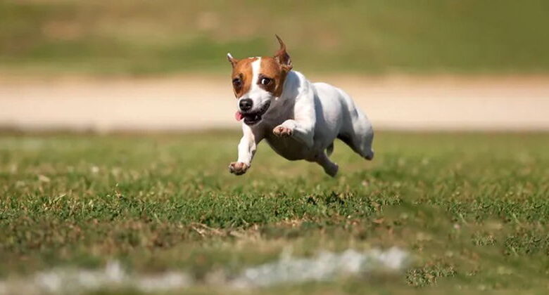 9 Reasons for Hyperactivity in Puppies Hyperactivity in Puppies