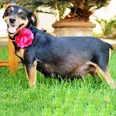 Signs of Pregnancy in Dogs
