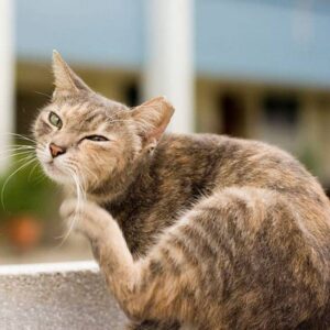 Why Cats Scratch Their Ears