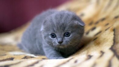 How to Name a Scottish Kitten