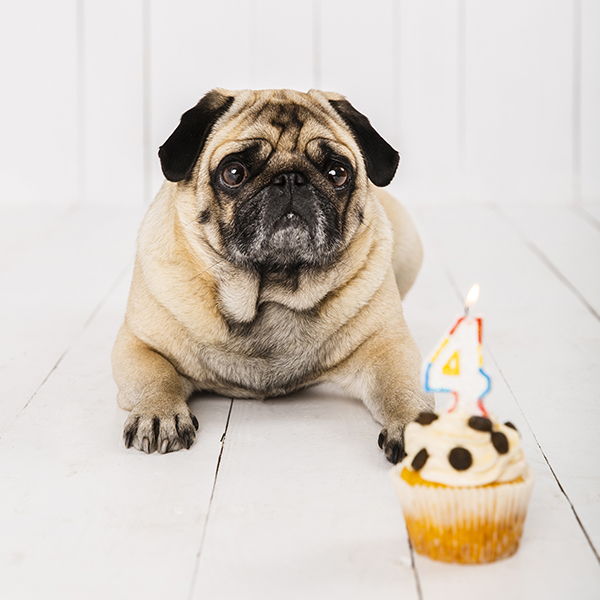 Cake Recipes for Dogs