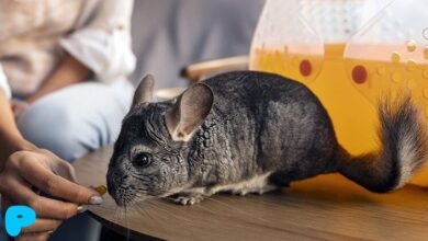 Keeping a Chinchilla: 4 Main Rules Keeping a Chinchilla