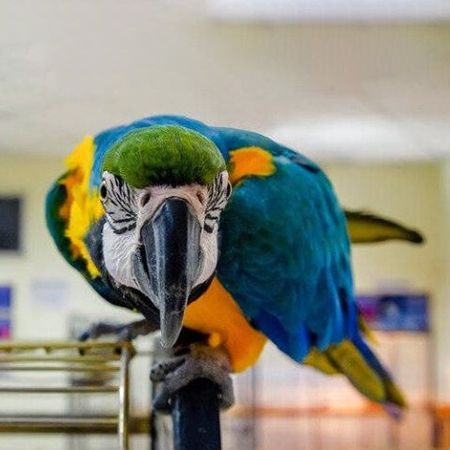How to teach a parrot to talk?