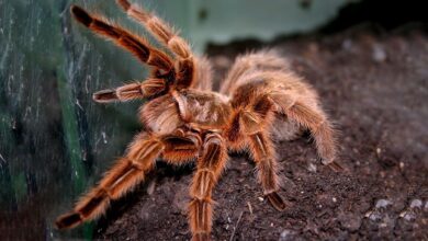 Grammostola rosea red