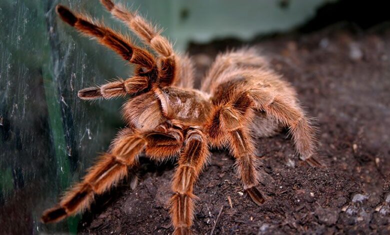 Grammostola rosea red - house spider. Chilean rose tarantula features. Grammostola rosea red