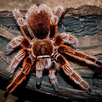 Grammostola rosea red