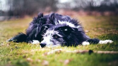 Epilepsy in dogs