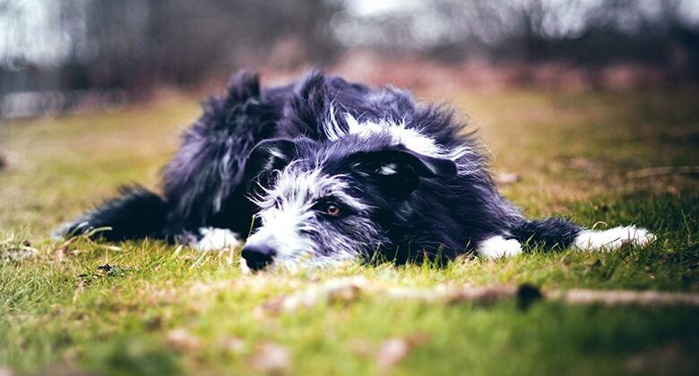 How to help a dog that has developed epilepsy? Epilepsy in dogs