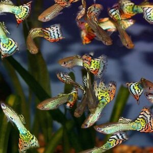 Guppy Fish