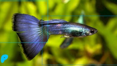 Guppy Fish: Care Guidelines Guppy Fish