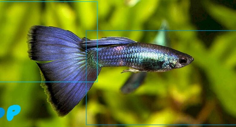 Guppy Fish