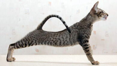 How to Help a Skinny Cat Gain Weight? How to Help a Skinny Cat Gain Weight?