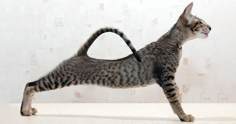 How to Help a Skinny Cat Gain Weight? How to Help a Skinny Cat Gain Weight?