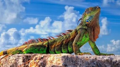 Iguanas at home