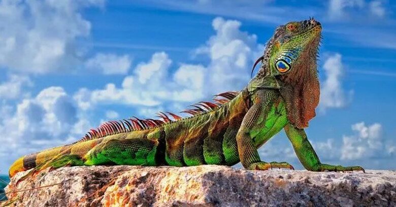 Iguanas at home