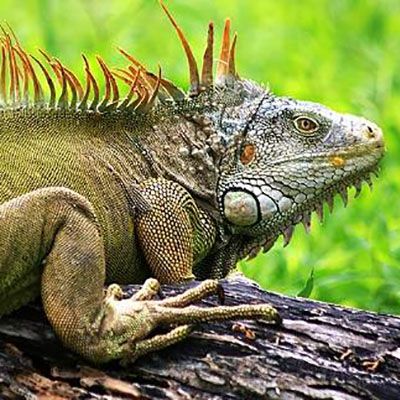 Iguanas at home