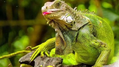 Iguana at Home